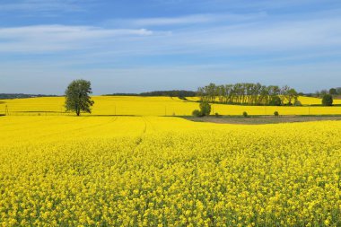 Sarı çiçek açan tecavüz tarlalarıyla bahar manzarası.
