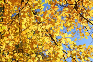 Renkli sonbahar yapraklarıyla güneşli ışıkta boynuz direği..