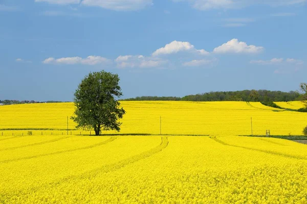 Sarı çiçek açan tecavüz tarlalarıyla bahar manzarası.
