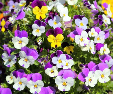 Seramik bir tencerede renkli hanım evlatları. Bahar çiçekleri.