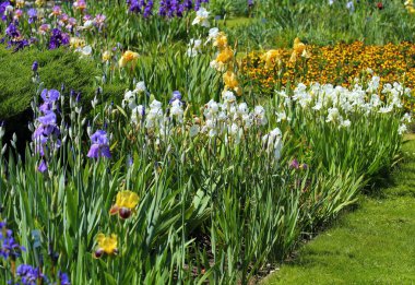 Baharda farklı renkli çiçekler, güneşli bahçe.