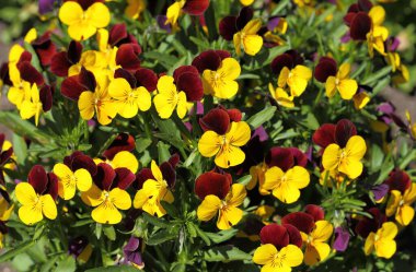 Seramik bir tencerede renkli hanım evlatları. Bahar çiçekleri.