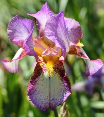 Bahçede çiçek pembe bordo Iris çiçeği.