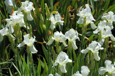 White  iris flowers blooming in the garden.