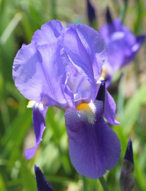 Bahçede açan mavi süsen çiçeği.