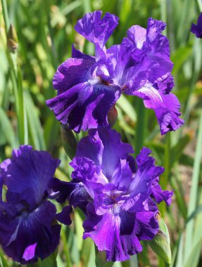 Bahçede Çiçek Açan Mor İris Çiçekleri.