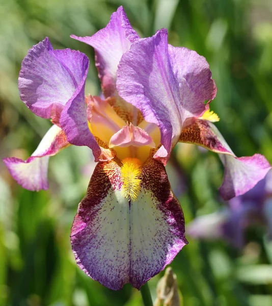 Bahçede çiçek pembe bordo Iris çiçeği.