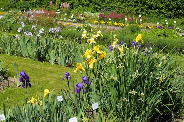 不同颜色的花在春天 阳光明媚的庭院 — 图库照片