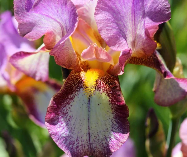 Pink Burgundy Iris Flower Blooming Garden — Stock Photo, Image