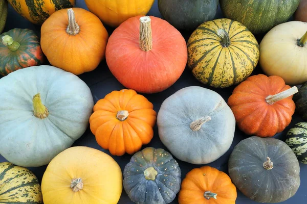 Herfst Oogst Kleurrijke Pompoenen Pompoenen Verschillende Variëteiten — Stockfoto