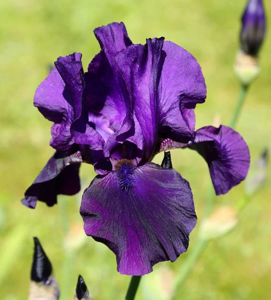 Фіолетова Квітка Ірису Цвіте Саду — стокове фото