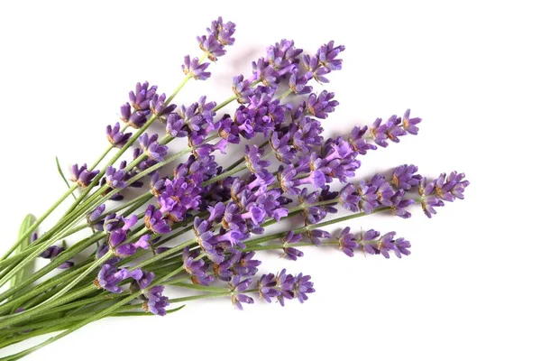 Bouquet Blooming Lavender White Background Top View — Stockfoto