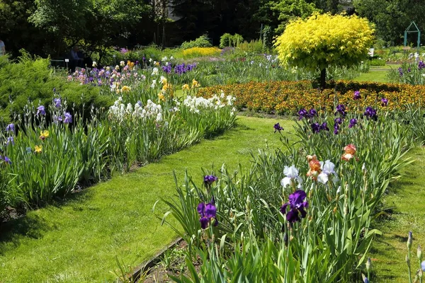 Διαφορετικά Χρωματιστά Λουλούδια Την Άνοιξη Ηλιόλουστος Κήπος — Φωτογραφία Αρχείου