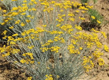 rengi bozulmayan çiçek - helichrysum arenarium da cüce everlast olduğunu