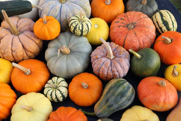 さまざまな品種の秋の収穫カラフルなスカッシュとカボチャ ストック画像