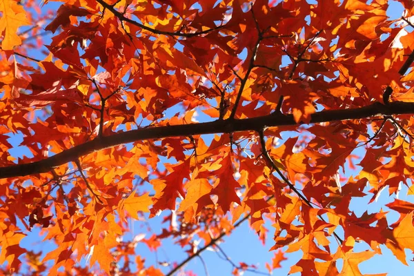 Eiche Mit Bunten Herbstblättern Sonnigem Licht lizenzfreie Stockbilder