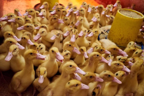 Bir Kuluçka Makinesinin Içinde Güzel Ördek Yavruları Tarım Kuluçka Makinesi — Stok fotoğraf