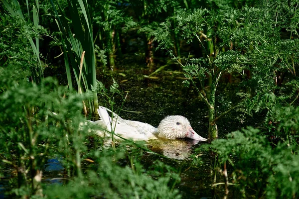 Beyaz Yerli Bir Ördek Yeşil Bitkiler Arasında Suda Yüzer Ördek — Stok fotoğraf