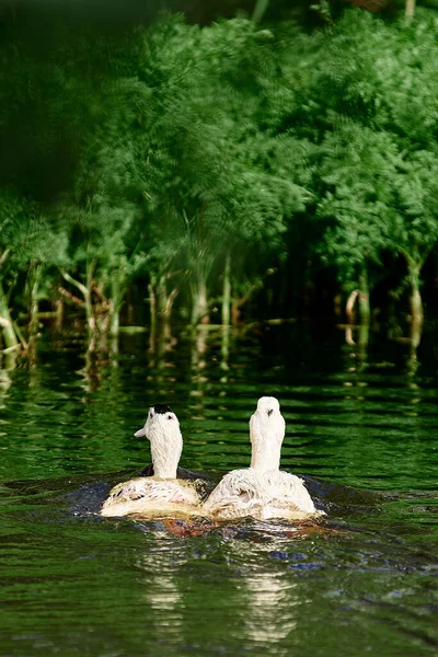 Zwei Weiße Enten Schwimmen Zwischen Grünen Pflanzen Enten Teich Großaufnahme — Stockfoto