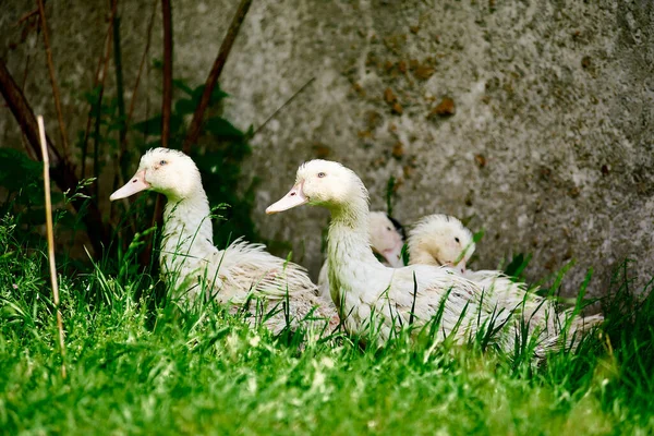 Beyaz Ördekler Bitkilerin Arasında Yürürler Ördekler Çimlere Yakın Çekim Yapıyor — Stok fotoğraf
