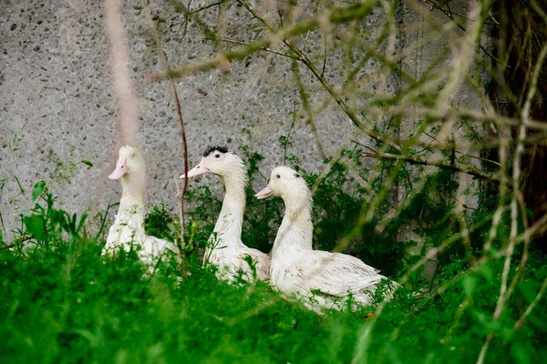 白いアヒルが植物の間を歩く 草の中のアヒルのクローズアップ アヒルの工業繁殖 養鶏場の鳥 野生のアヒル 葦の鳥 — ストック写真