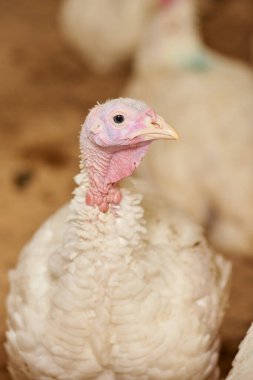 Esaret altında büyümüş, ağıldaki bir hindinin yakın çekimi. Kümes hayvanları çiftliği. Endüstriyel hindi üretimi. Hafif kuş. Kuş kuvözüName.