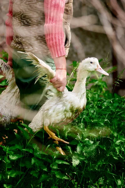 Beyaz Yerli Bir Ördek Kanat Tarafından Taşınır Ördekler Çimlere Yakın — Stok fotoğraf