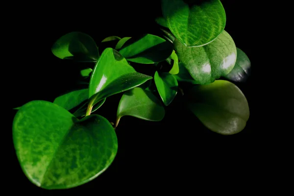 在黑色背景上对木兰植物绿叶的特写 — 图库照片