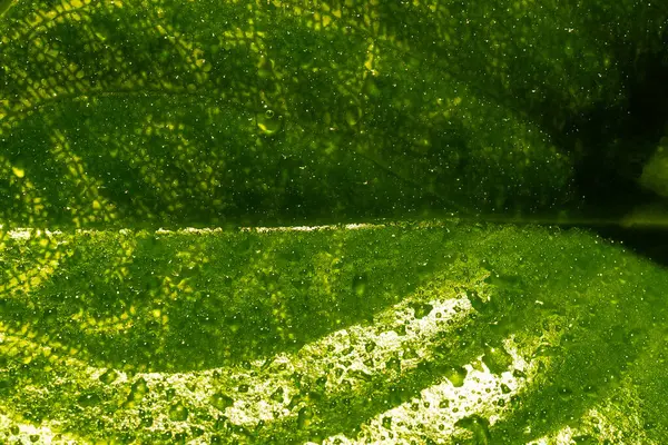 叶面上有水滴的大型植物叶子纹理的特写 植物的叶子 有一滴滴的罗沙 自然背景 — 图库照片