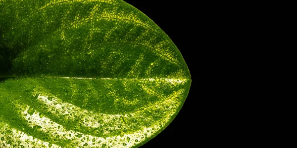 페퍼로 미아라는 식물의 배경에서 가깝게 떨어져 있습니다 매크로 샷둥근 노란색 — 스톡 사진