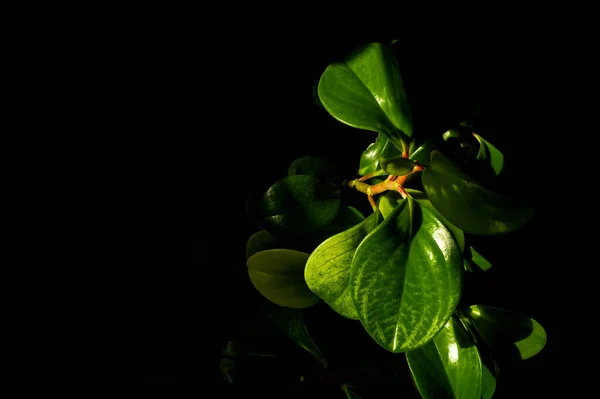 Gyönyörű Háttér Egy Házi Zöld Növény Fekete Háttérrel Asztali Képernyővédő — Stock Fotó