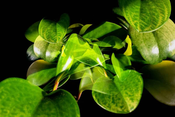 背景为黑色背景上的绿色植物叶子的纹理 — 图库照片