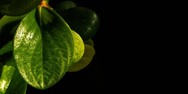 Botanický Prapor Krásným Listím Nekonečným Černým Pozadím — Stock fotografie