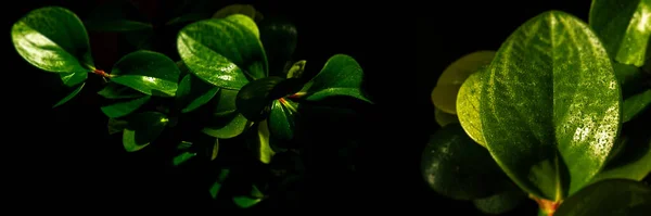 Peperomia Hojas Sobre Fondo Negro Plantas Verdes Brillantes Sobre Fondo — Foto de Stock