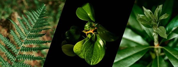 식물들의 이미지를 깃발이었습니다 이자라고 아름다운 식물들 전시를 배경입니다 페론이야 — 스톡 사진