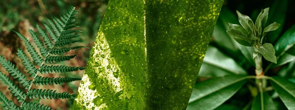 Detailní Záběr Listů Rostlin Různých Tvarů Textur Šťavnaté Zelené Rostliny — Stock fotografie