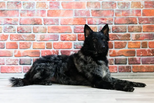 Black White Dog on back brick wall, mudi, a studio shot