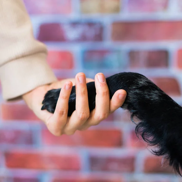 Man holds the dogs paw with love feeding mudi dog. On brick background