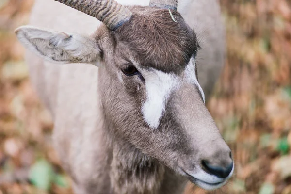 Maned Ram Eats Hay Animal Zoo Large Rounded Horns Ram — Foto de Stock