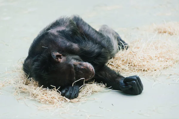 Bornean Old Big Orangutan Pongo Pygmaeus Detail Head Male Photo — Stock Photo, Image