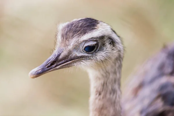 Struisvogelkop Van Dichtbij Een Herfstweerpark Buiten — Stockfoto