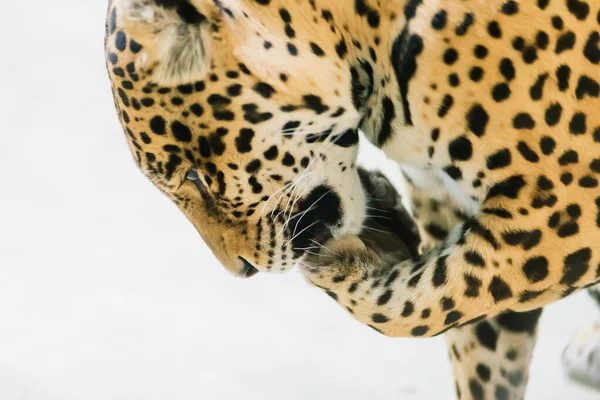 Leopard Pantera Padus Kotiya Beast Rock — Stock Photo, Image