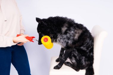 Köpeğini boyayan bir adam odada tadilat yapıyor. Köpek ve sahibi arasında iyi bir ilişki.