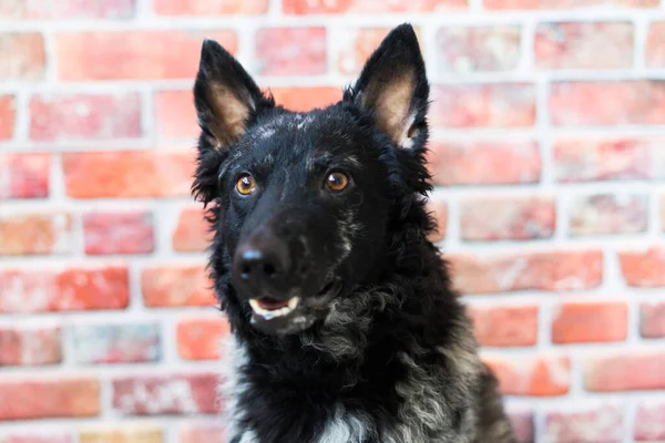 Zwart Krullend Hond Closeup Portret Een Studio Poseren Glimlachen — Stockfoto