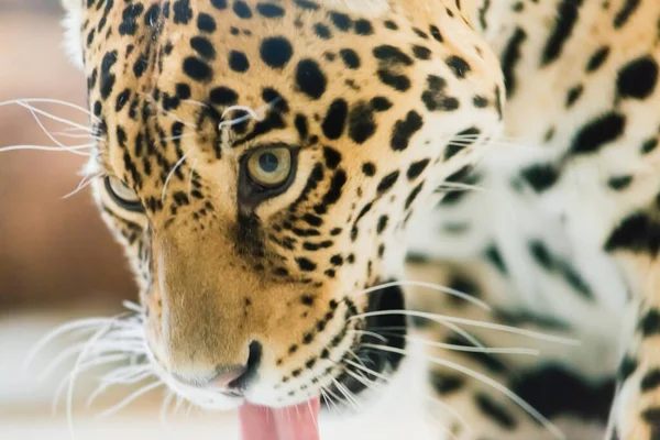 Китайский Леопард Северокитайский Леопард Зоопарке — стоковое фото