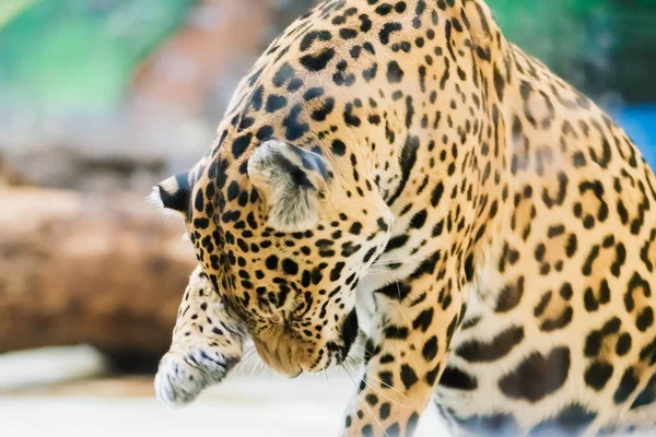 Chinese Leopard North China Leopard Zoo — 스톡 사진