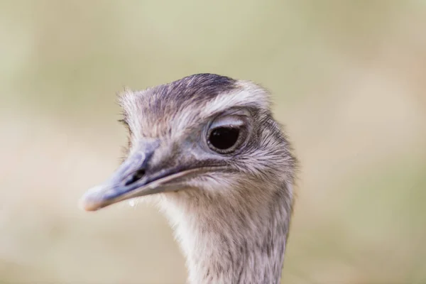 Struisvogelkop Van Dichtbij Een Herfstweerpark Buiten — Stockfoto