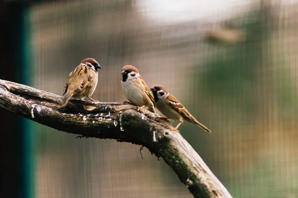 stock image Close-up. A sparrow sits on branch. City sparrow bird