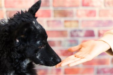 Man holds the dogs paw with love feeding mudi dog. On brick background