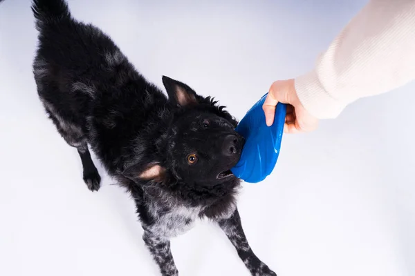 Cão Raça Mudi Brincalhão Pegando Frisbee Azul Com Dentes — Fotografia de Stock